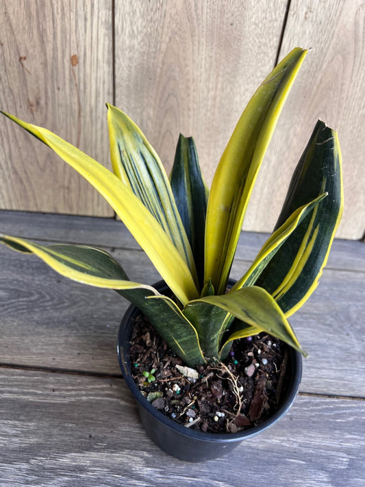 Golden Flame Sansevieria in 6" Pot , Snake plant