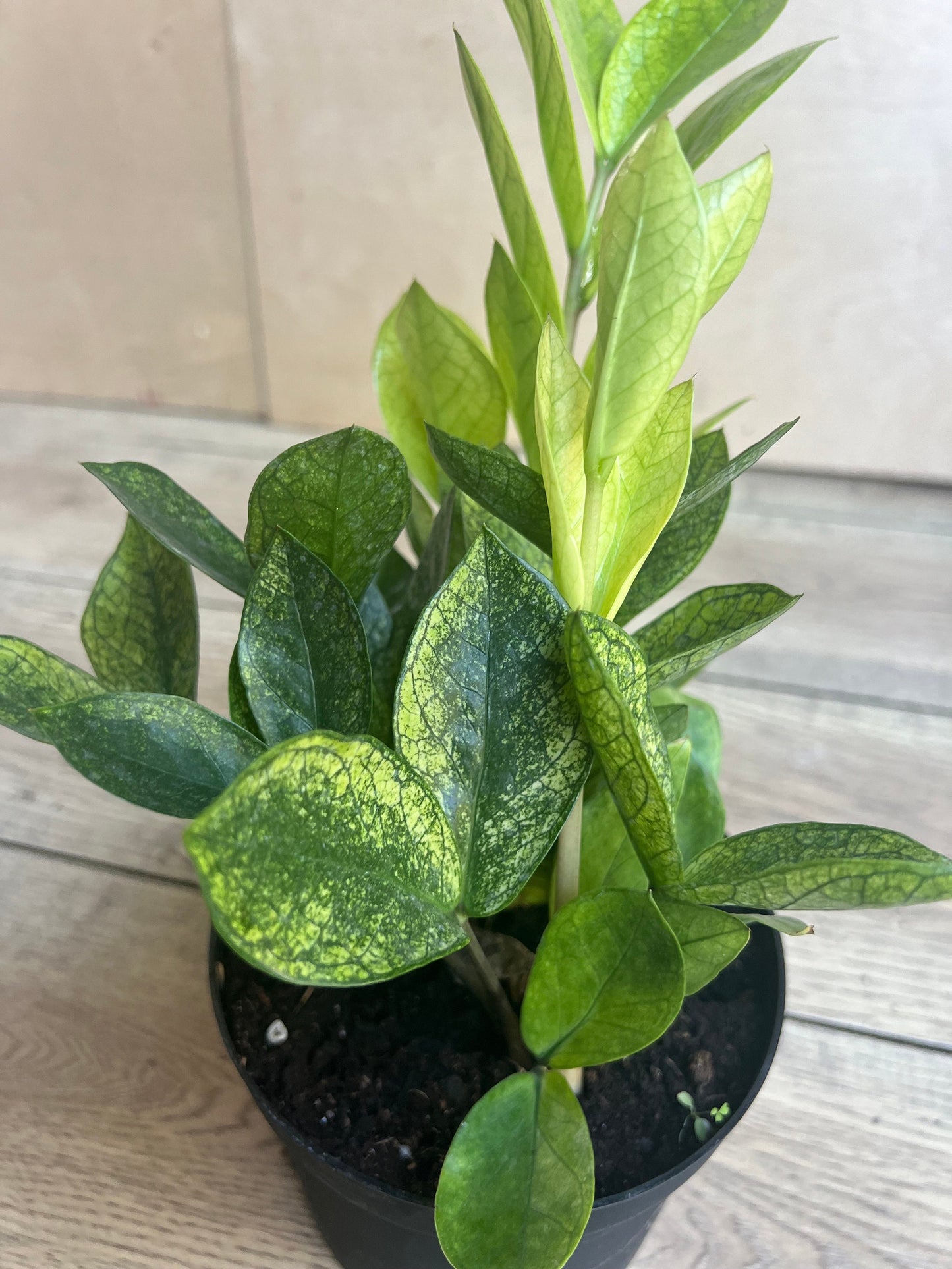 zz chameleon  in 6" pot,