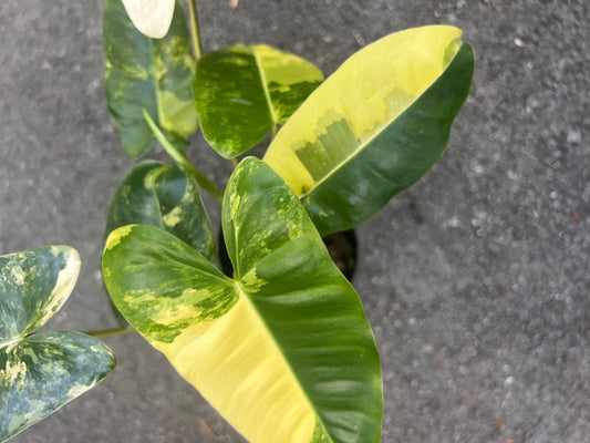 Variegated burle Marx in 4" Pot, aroid, Rare