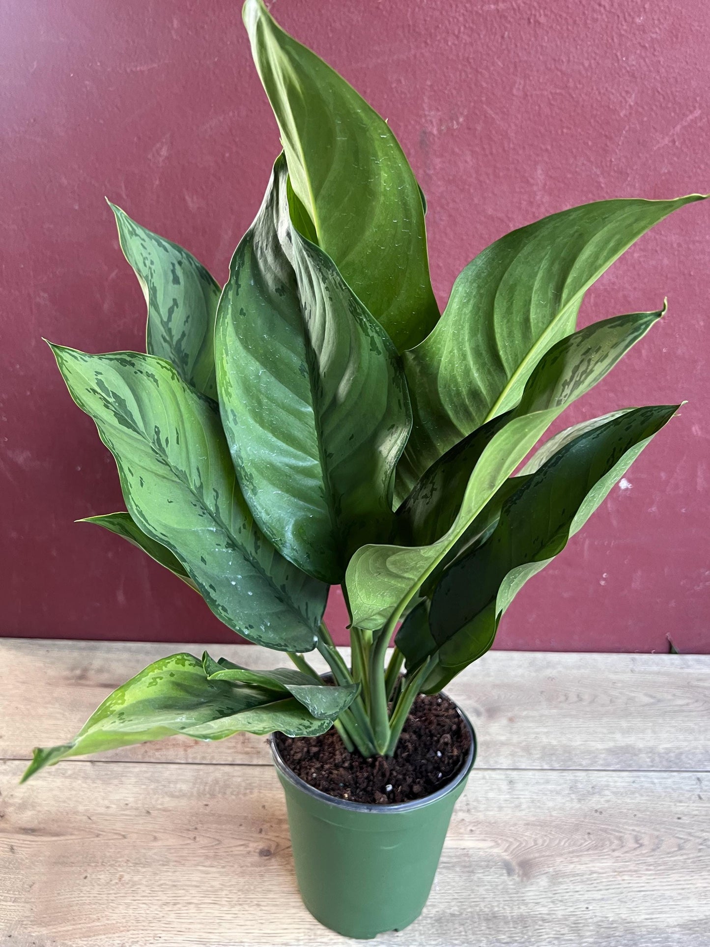 Aglaonema BJ Freeman, Chinese Evergreen, Arum Plant, Live House Plant,  in 6" Pot