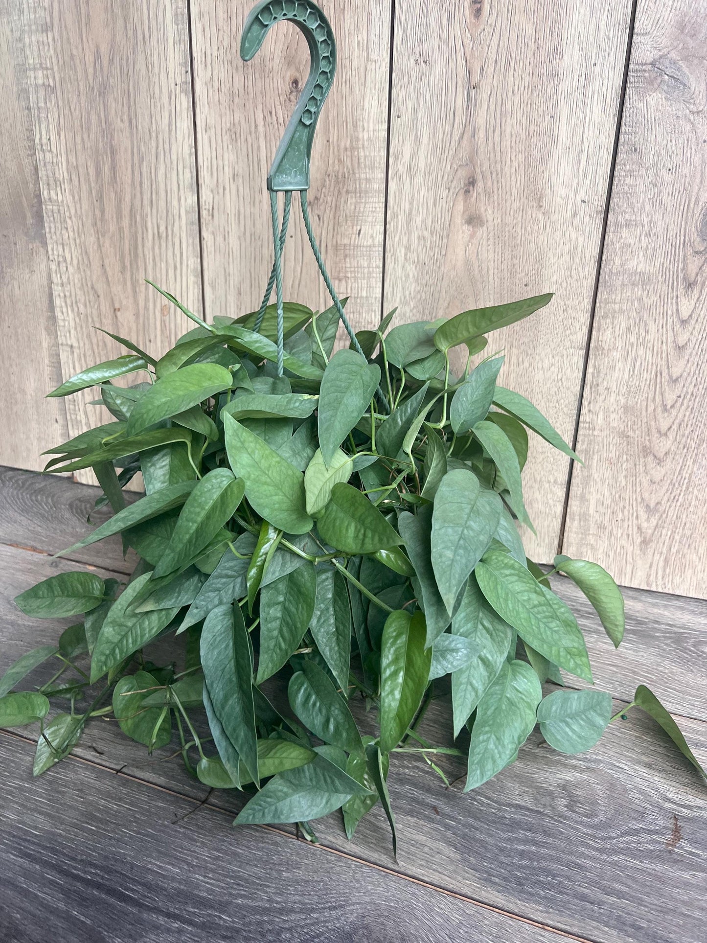 Cebu Blue Pothos in 8"HB Pot