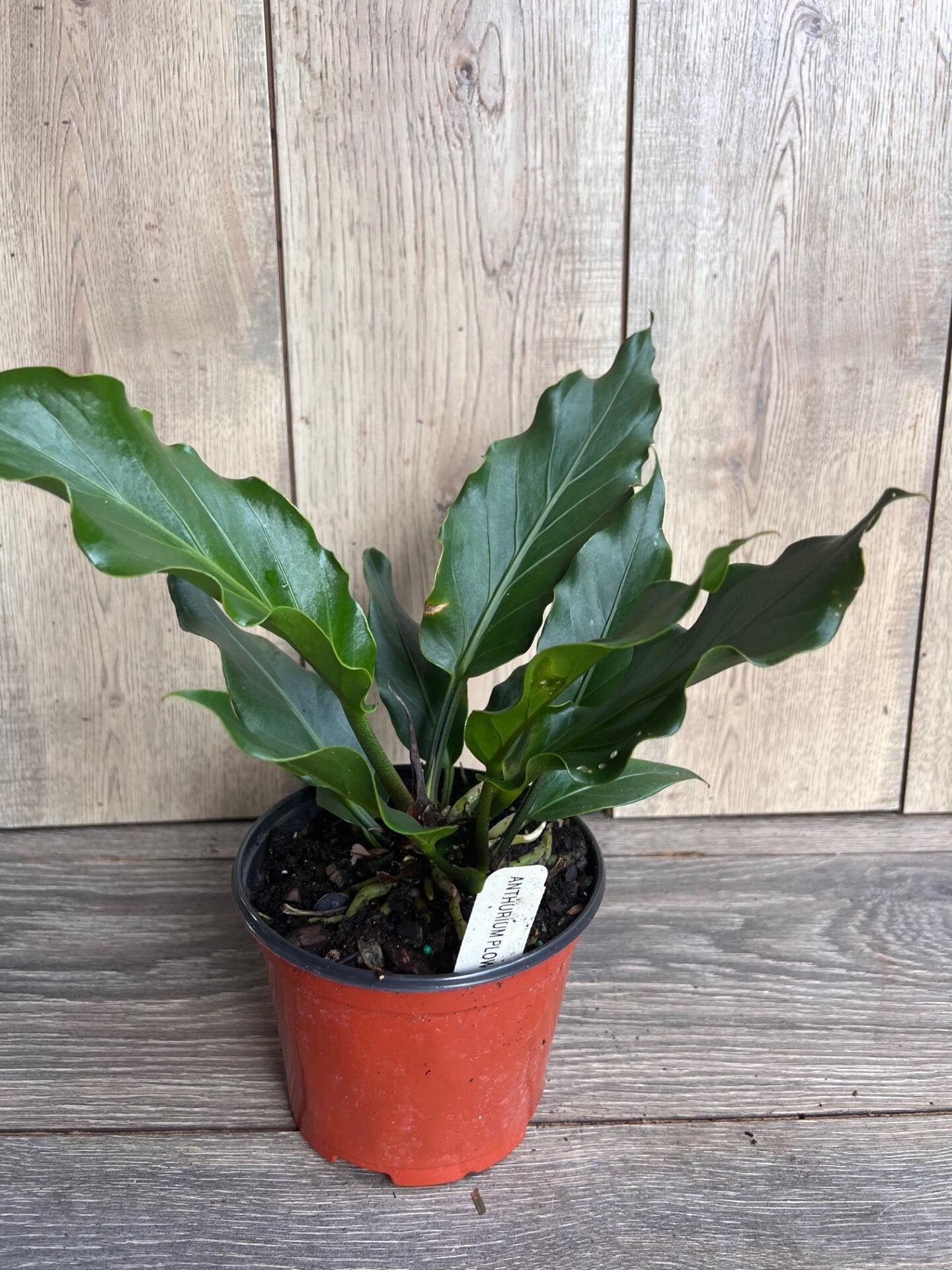 Anthurium Plowmanii in 6" Pot