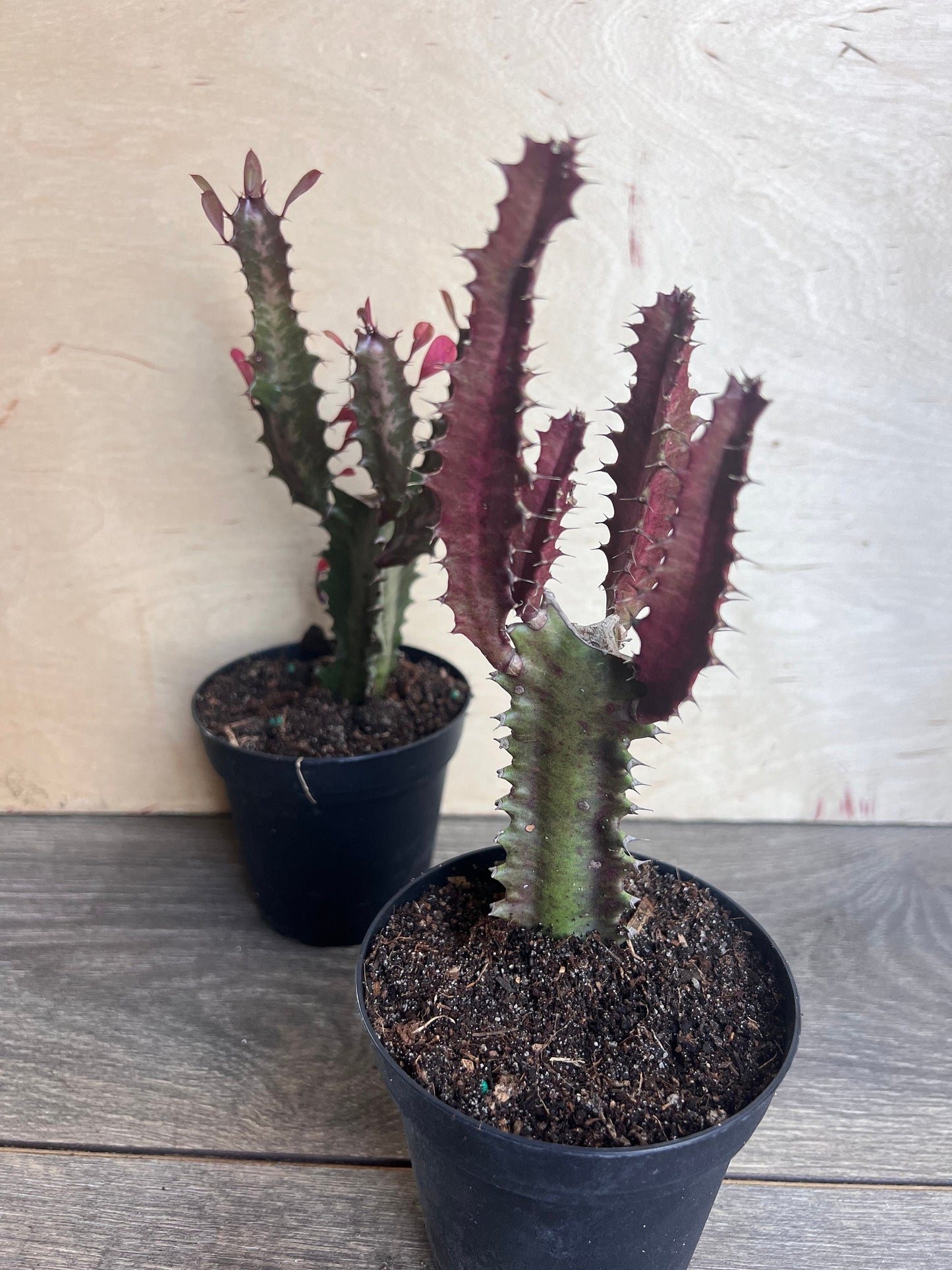 Trigona Purple in 4", African Milk Tree, Cactus, Succulent, Live plant