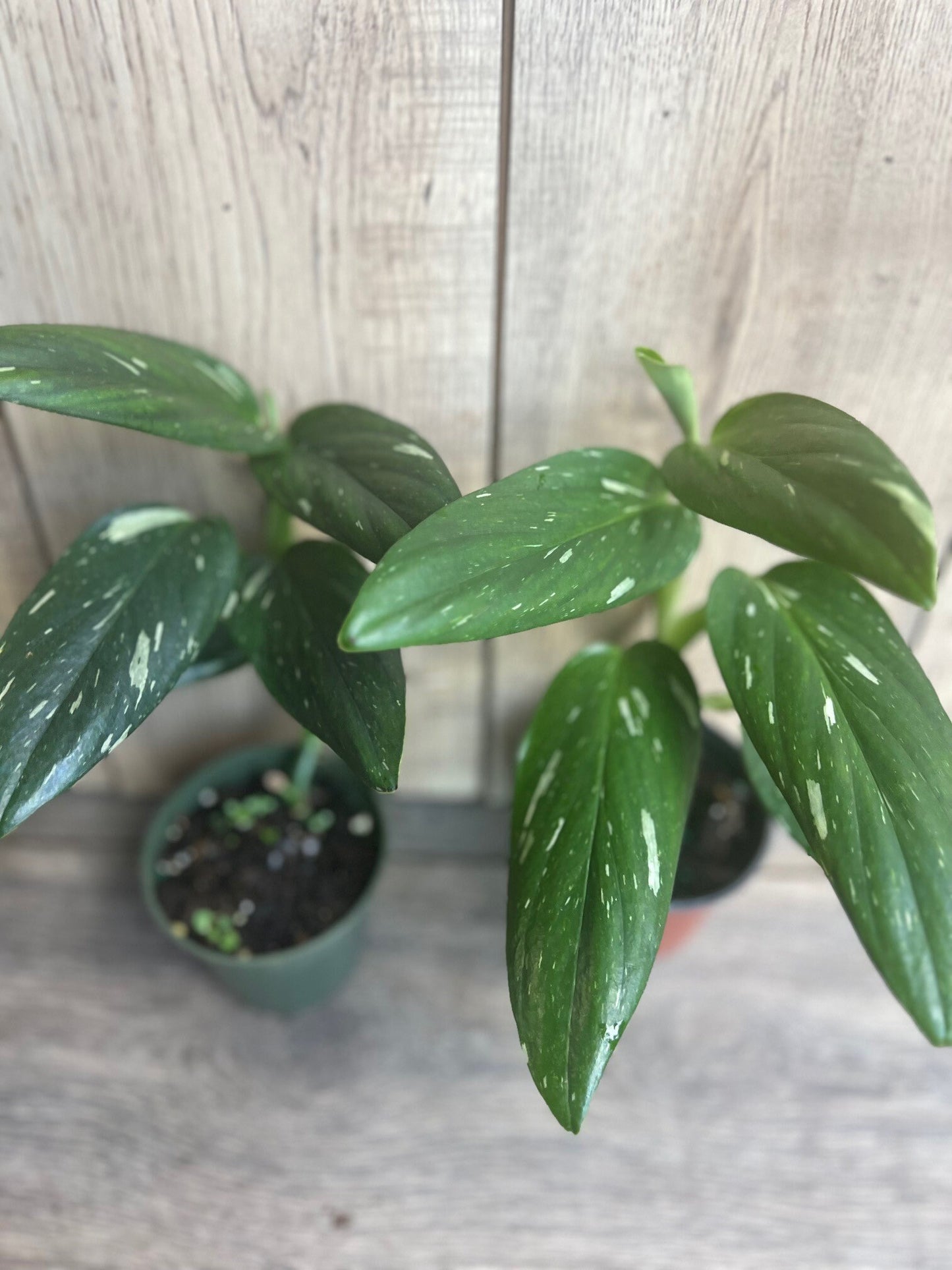 Monstera Standleyana Albo in 4" Pot , Philodendron Cobra