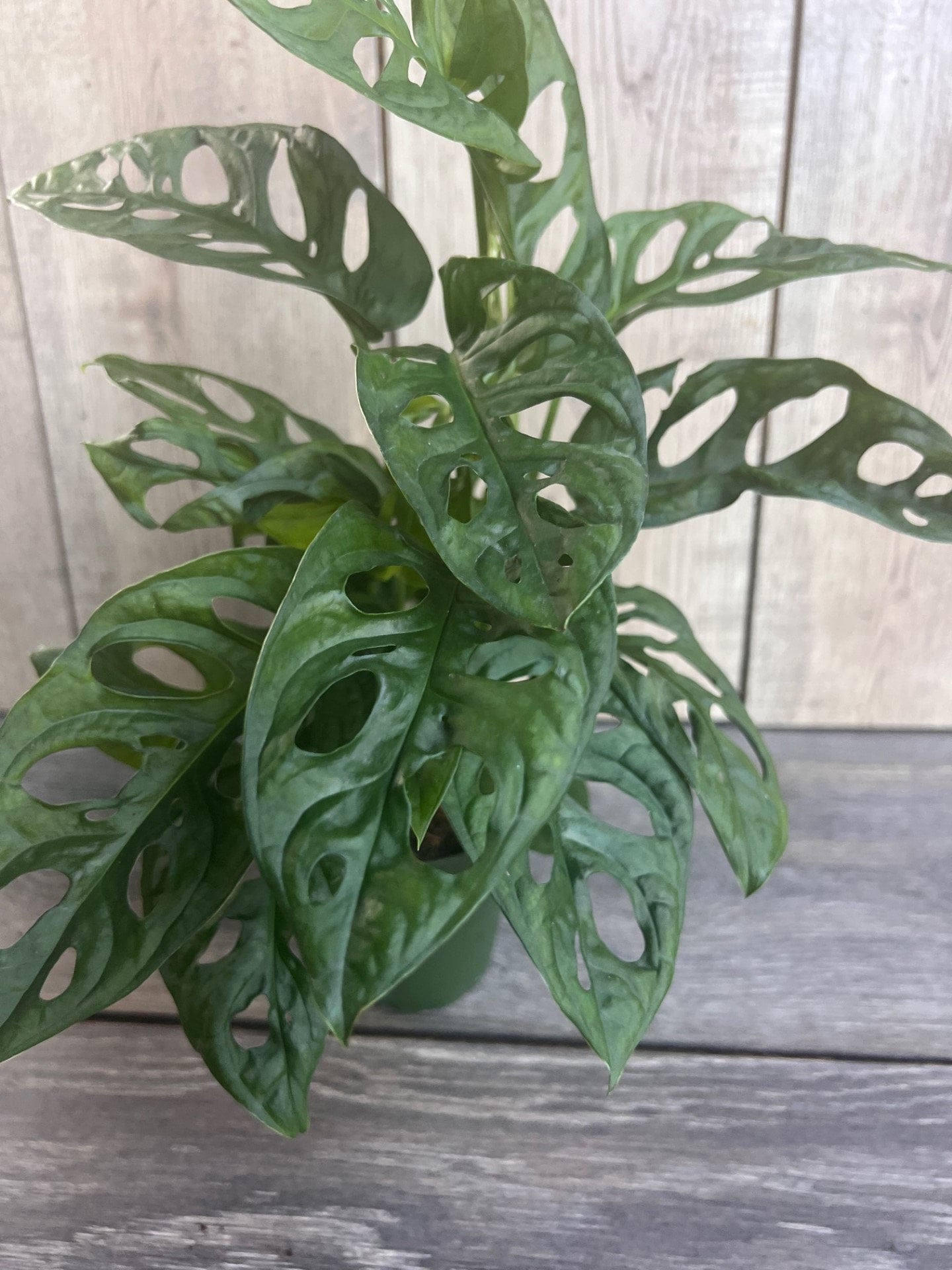 Monstera Adansonii in 4"pot