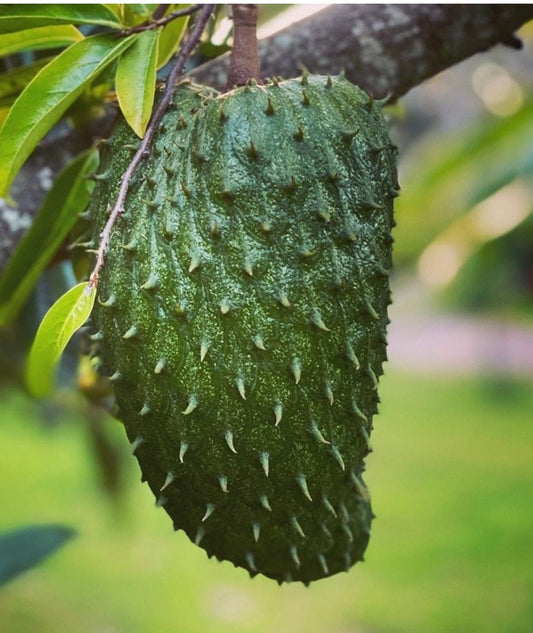 Soursop Tree, guanabana in Half gallon pot , Sirsak, Anona Muricata