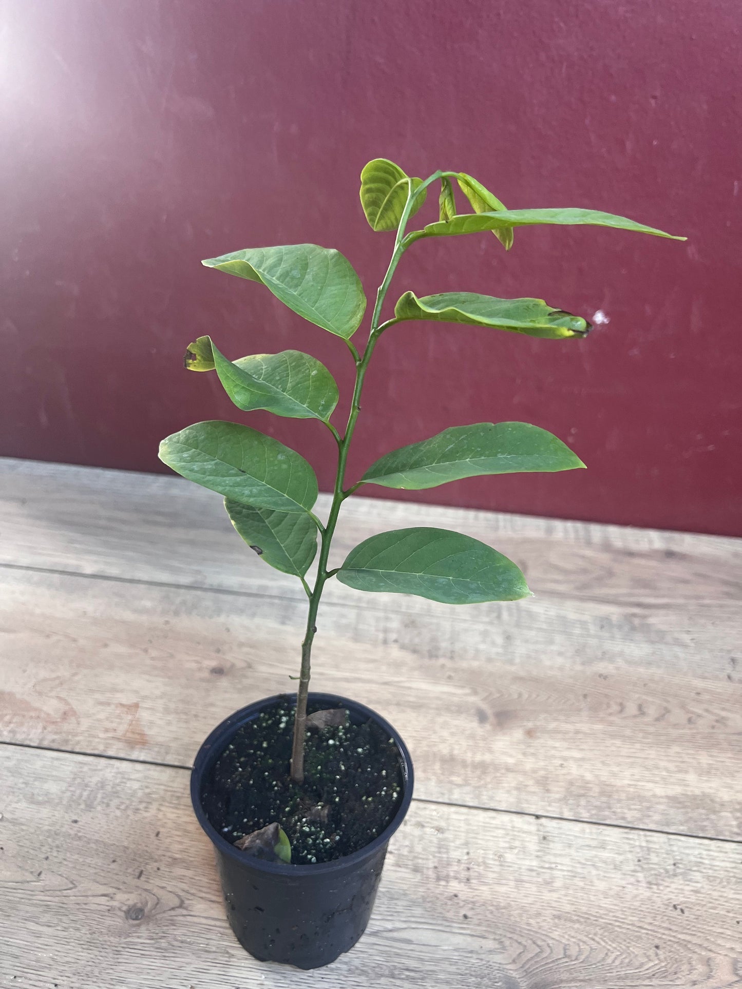 Sugar Apple in 4" pot , Srikaya, Annona Squamosa, Sweetsop Tree