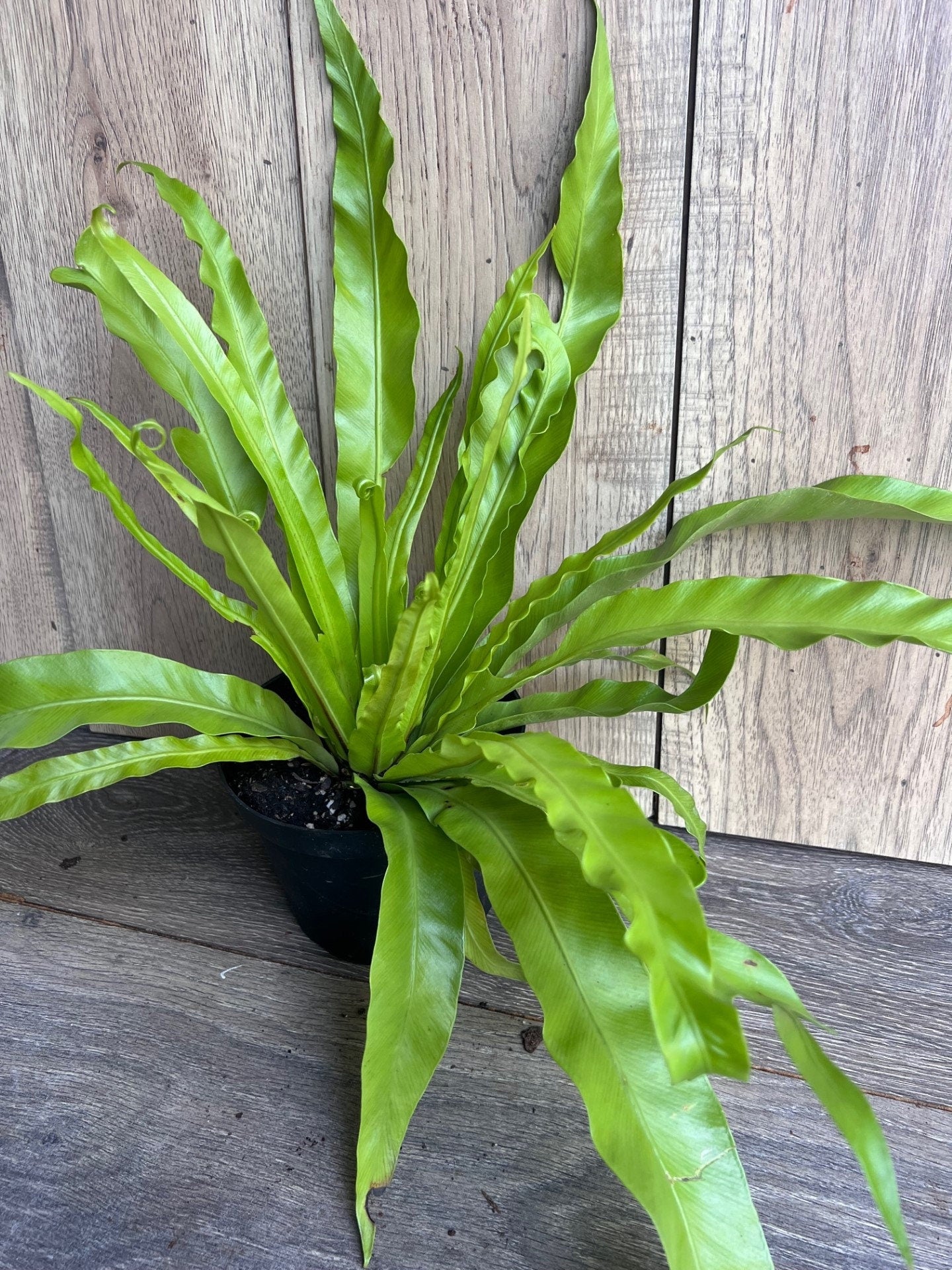 Asplenium Bird Nest Fern in 6" pot