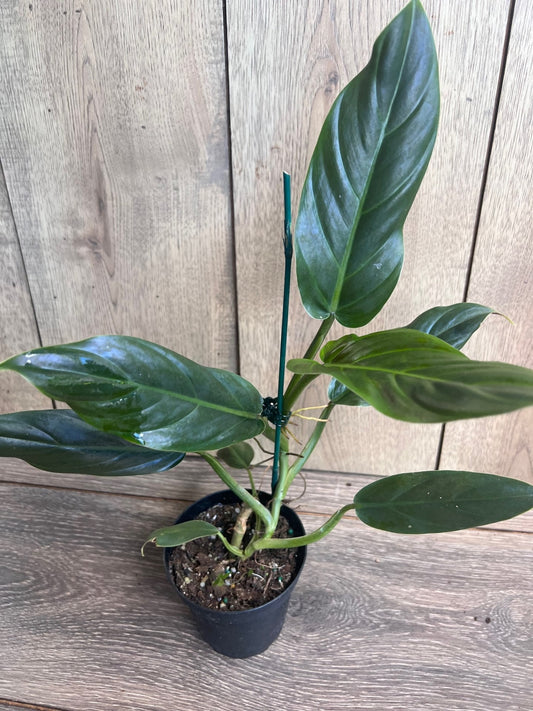 Philodendron Subhastatum  in 4" Pot