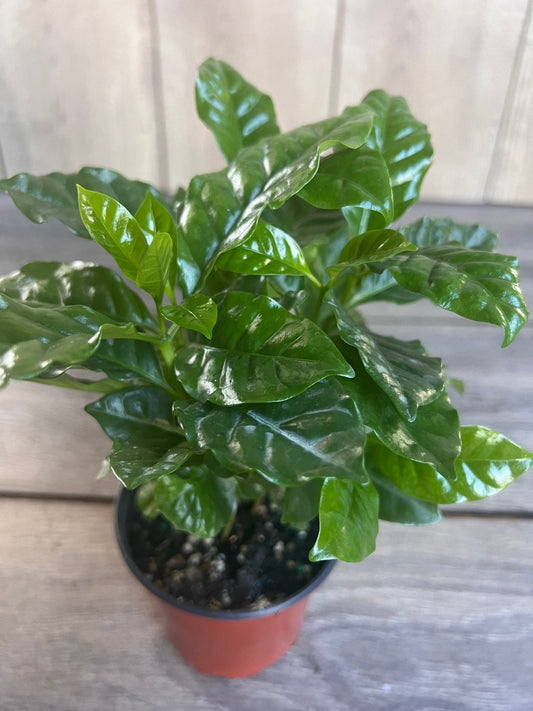 Arabica Coffee Plant - 4" Pot