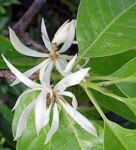 White champaca, Grafted in 3 gallon pot, Ngọc Lan Trắng, Michelia alba