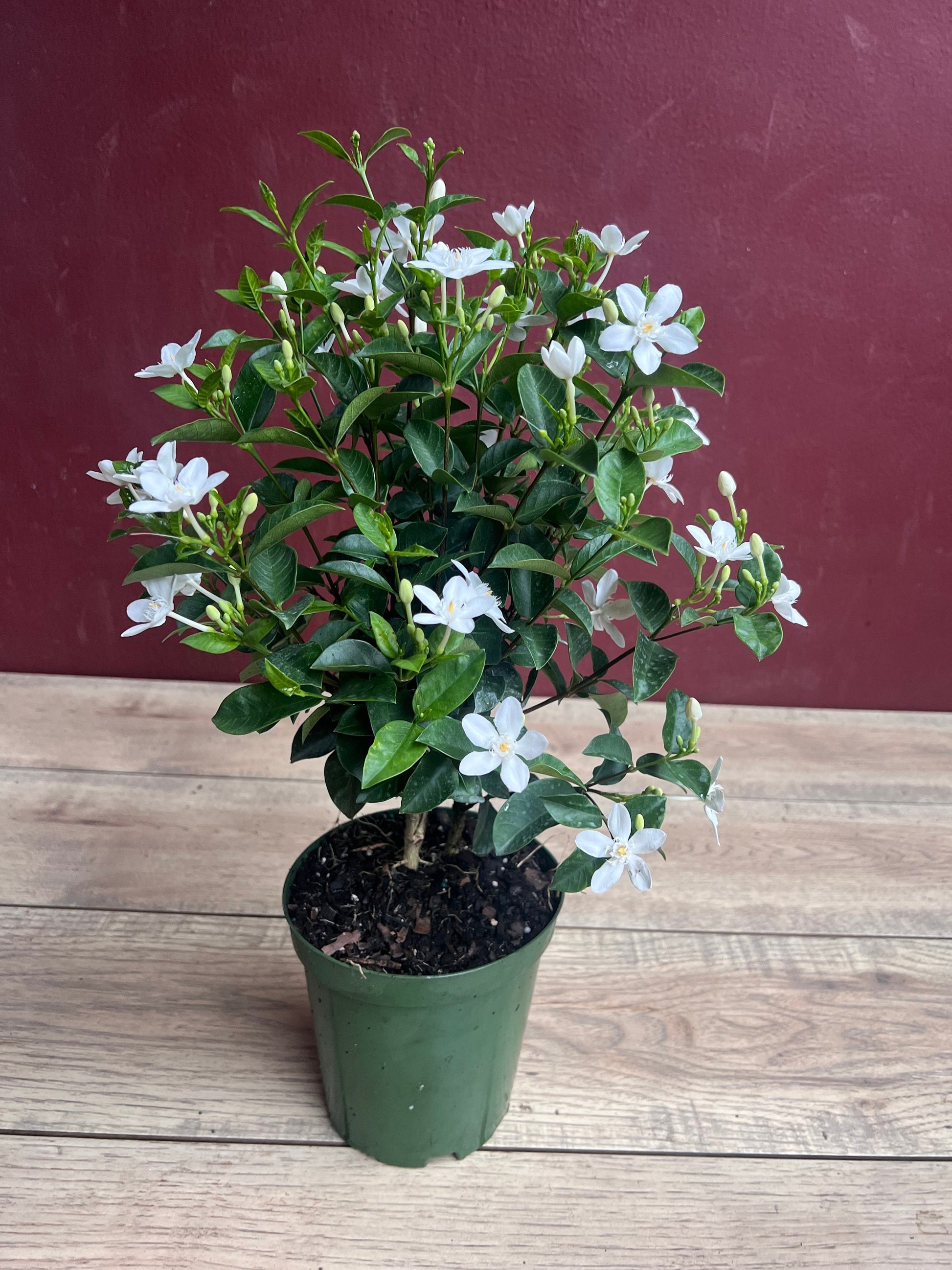 asian jasmine plant indoors Asian Snow Jasmine in 6" Pot, house plant, indoor plant, outdoor plant – The Nodes