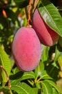 Tommy Atkins  Mango Tree. grafted in 1/2 gallon pot