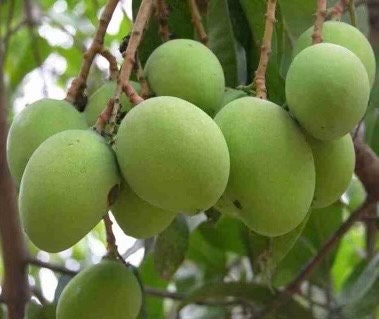 Triple Sec mango , grafted in 3 gallons pot. No Ship to CA and HI