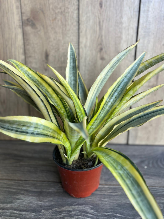 Sansevieria Lauren in 6" pot, rare