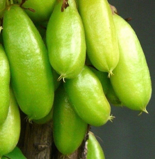 Bilimbi, Averrhoa, Belimbing wuluh in 3 gallon pot, cucumber tree, tree sorrel.