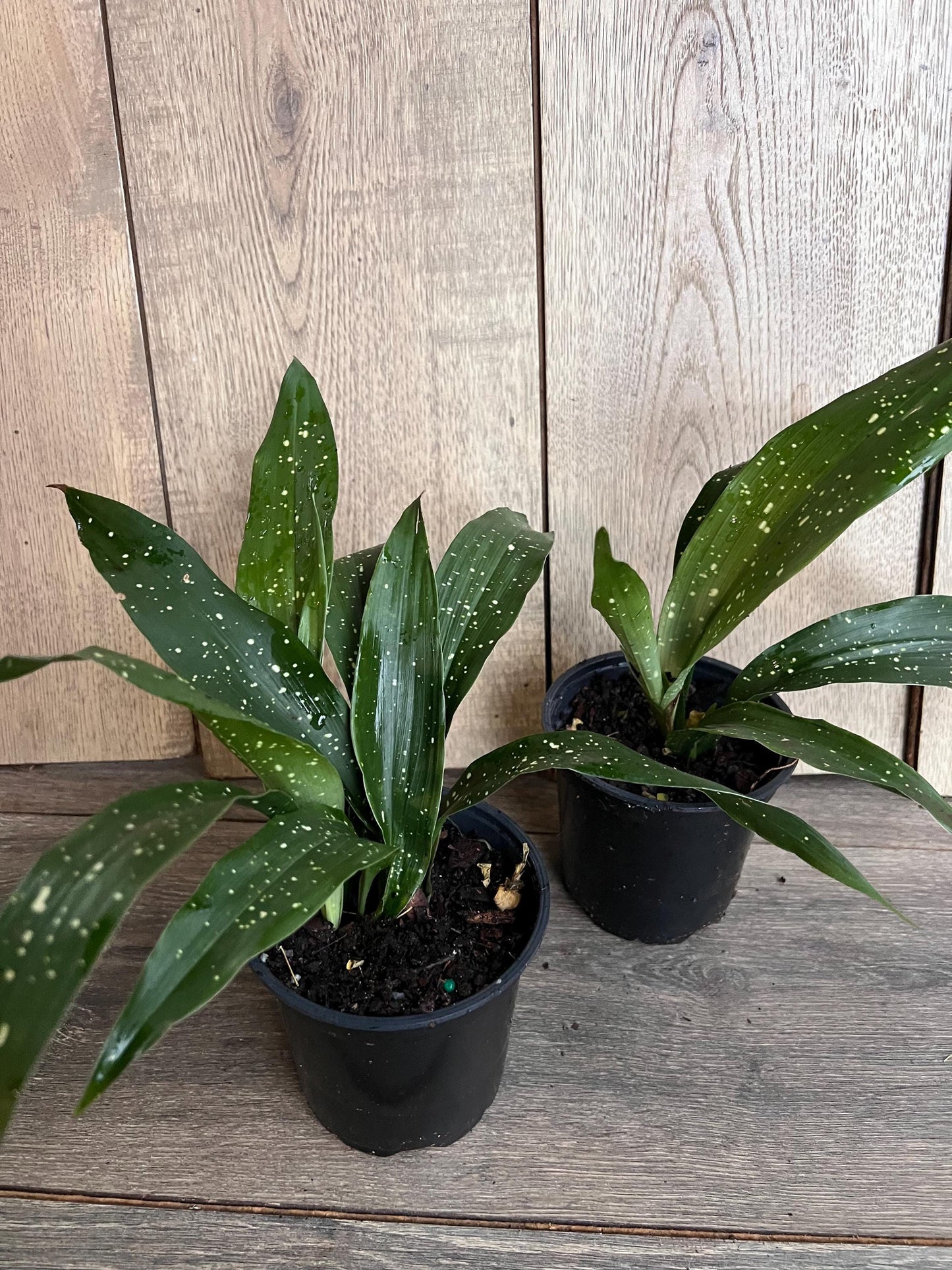 Aspidistra Elatior 'Milky Way' 4" Pot