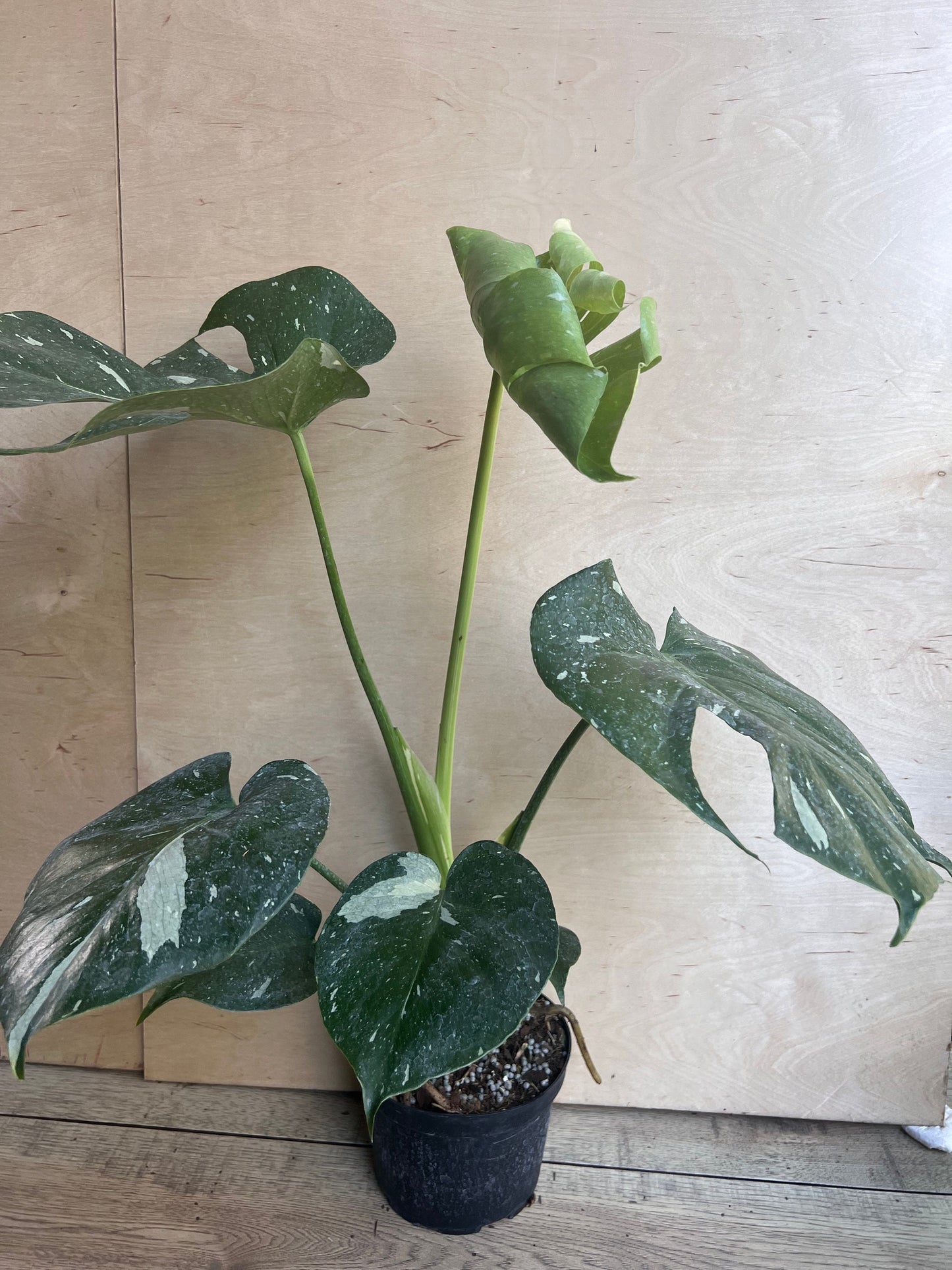 Monstera Thai Constellation' in 6" POT, Thai Con.