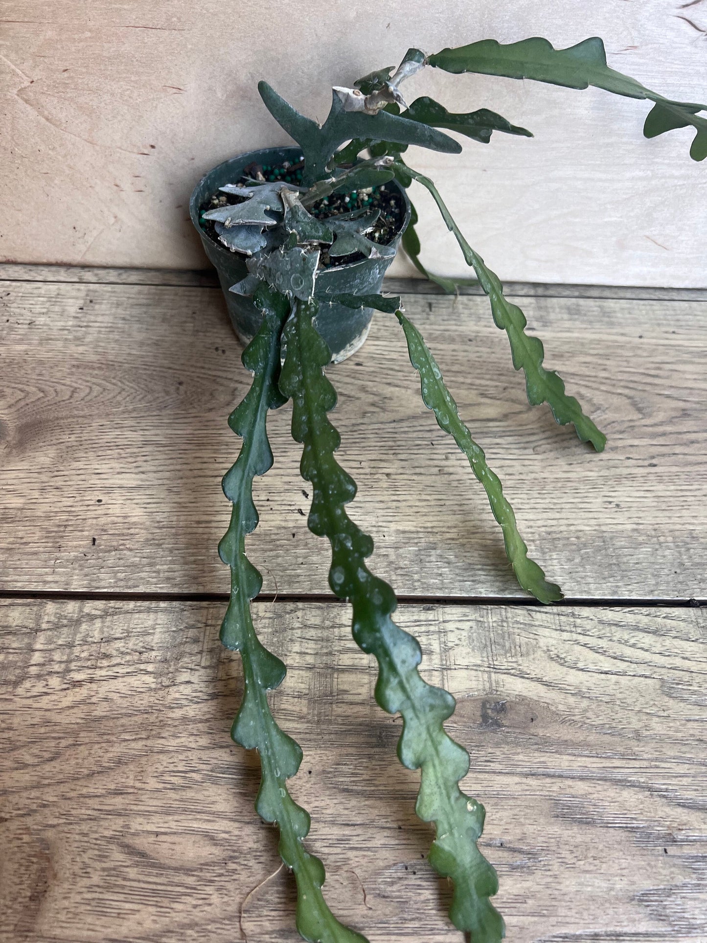 Anguliger Ric Rac Cactus, Epiphyllum , Zig Zag Cactus -in 4" Pot