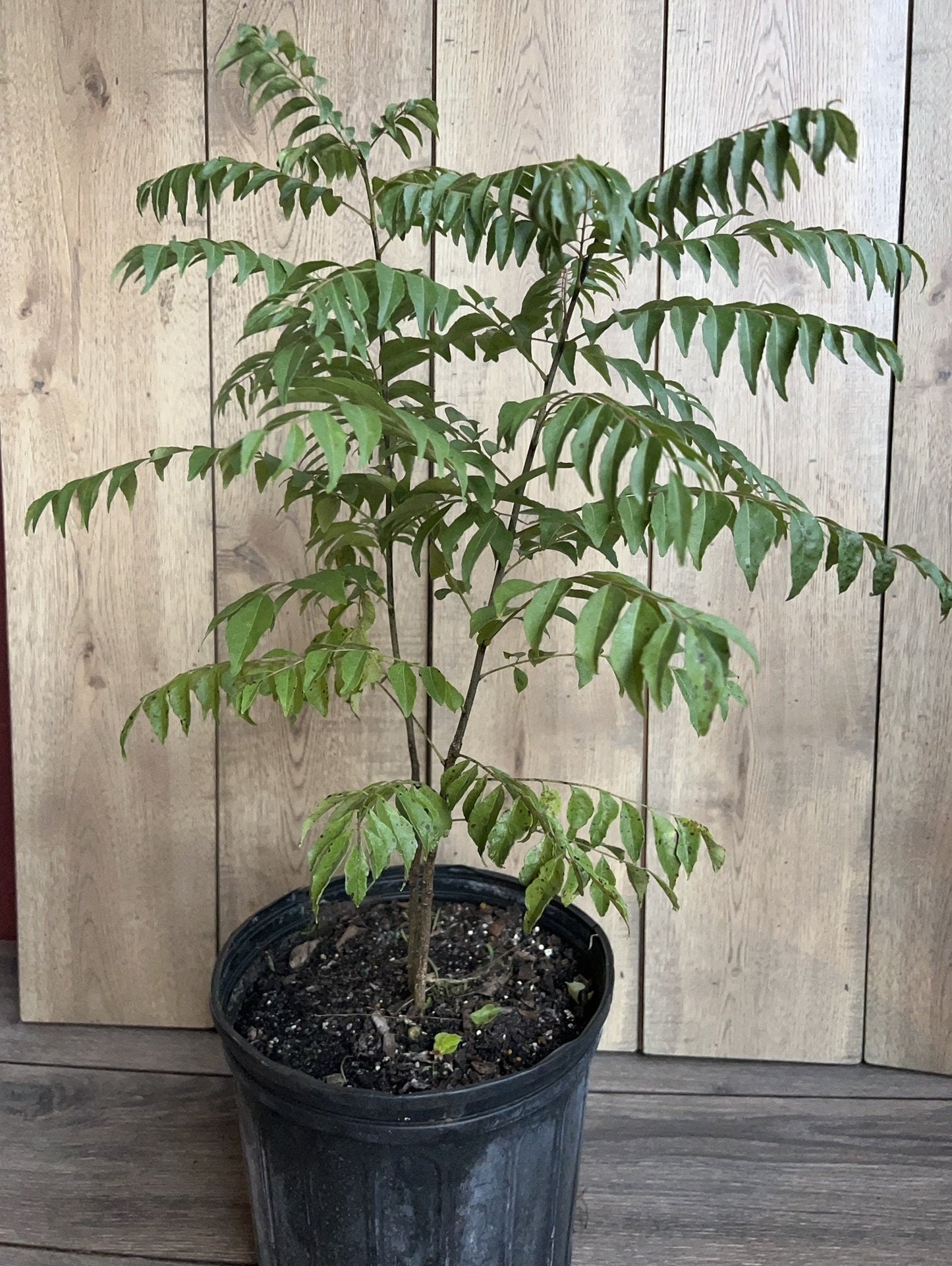 Curry Leaf Plant, Murraya Koenigii in 10" Pot. No ship to CA or HI