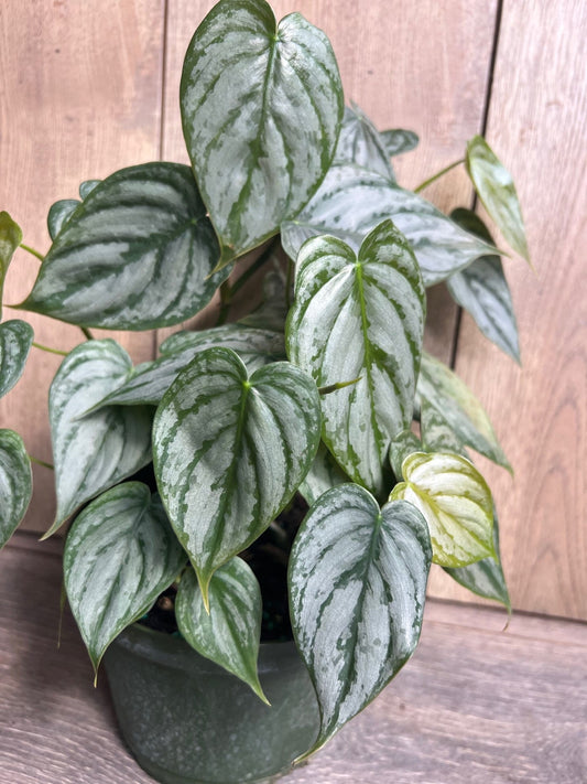 Philodendron "Brandi" , Philodendron Brandtianum in 6" Pot