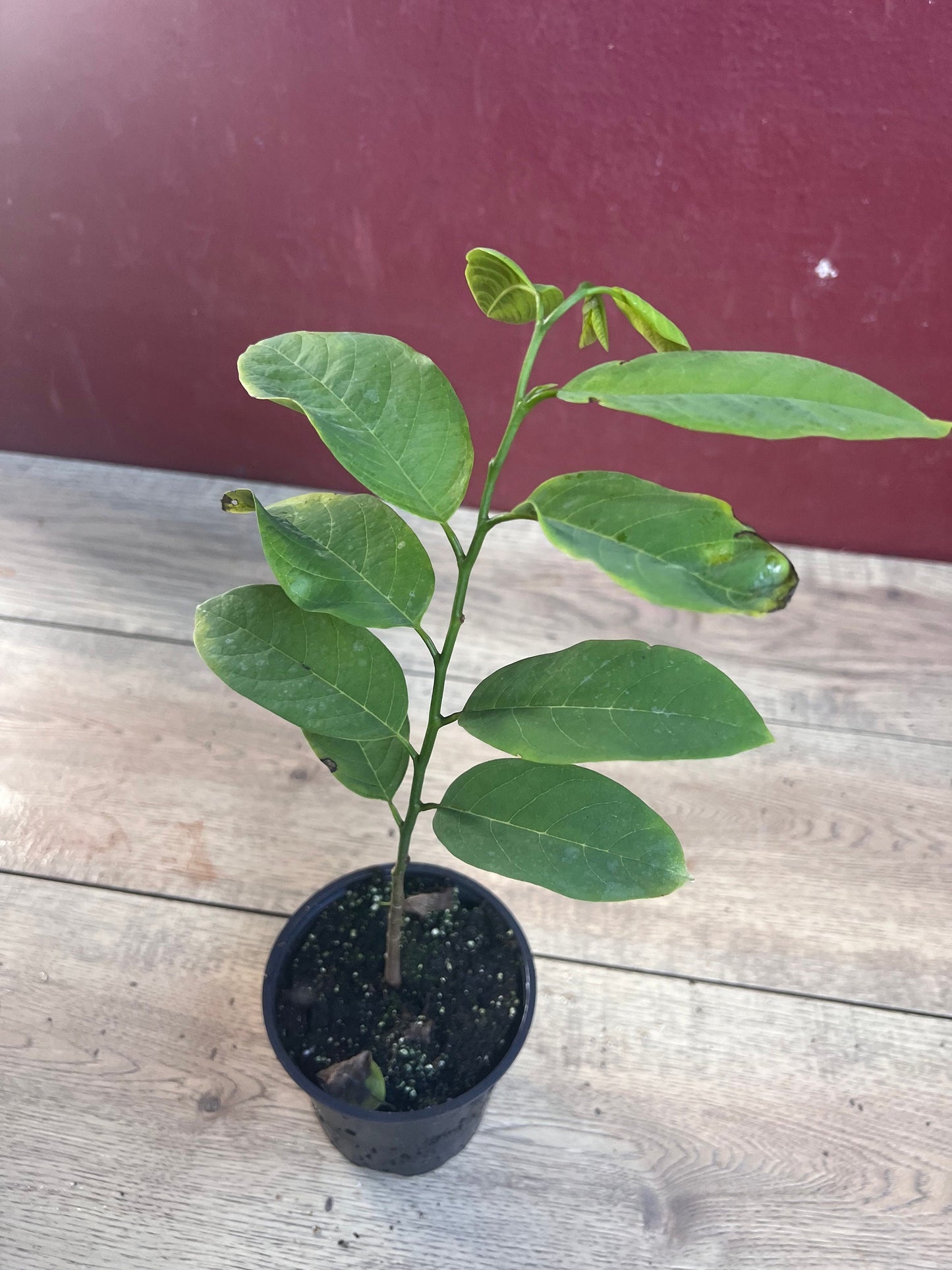 Sugar Apple in 4" pot , Srikaya, Annona Squamosa, Sweetsop Tree