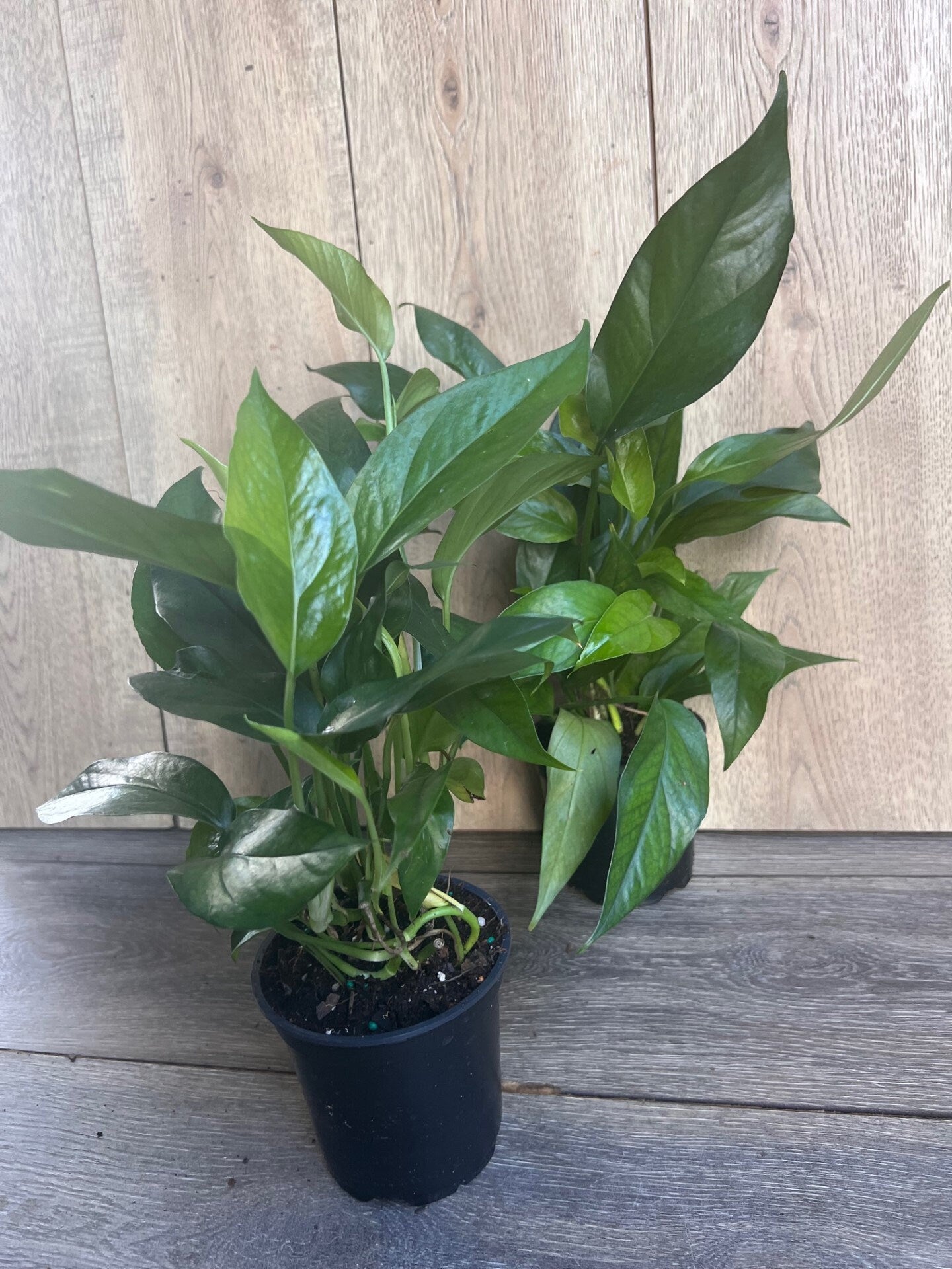 Baltic Blue Pothos, Epipremnum pinnatum in 4" Pot