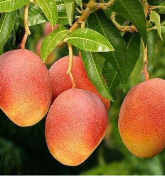 Glenn Mango Tree, grafted in 3 gallons pot, No Ship to CA and HI