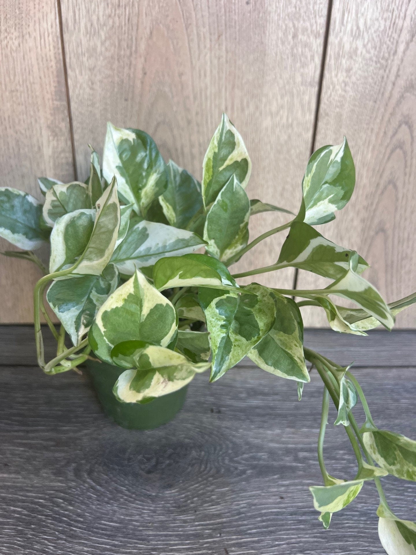 N’Joy pothos , Epipremnum aureum,  Devil’s Ivy in 4" pot, Njoy