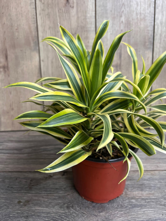 Song Of India, 6" Pot, Dracaena reflexa.