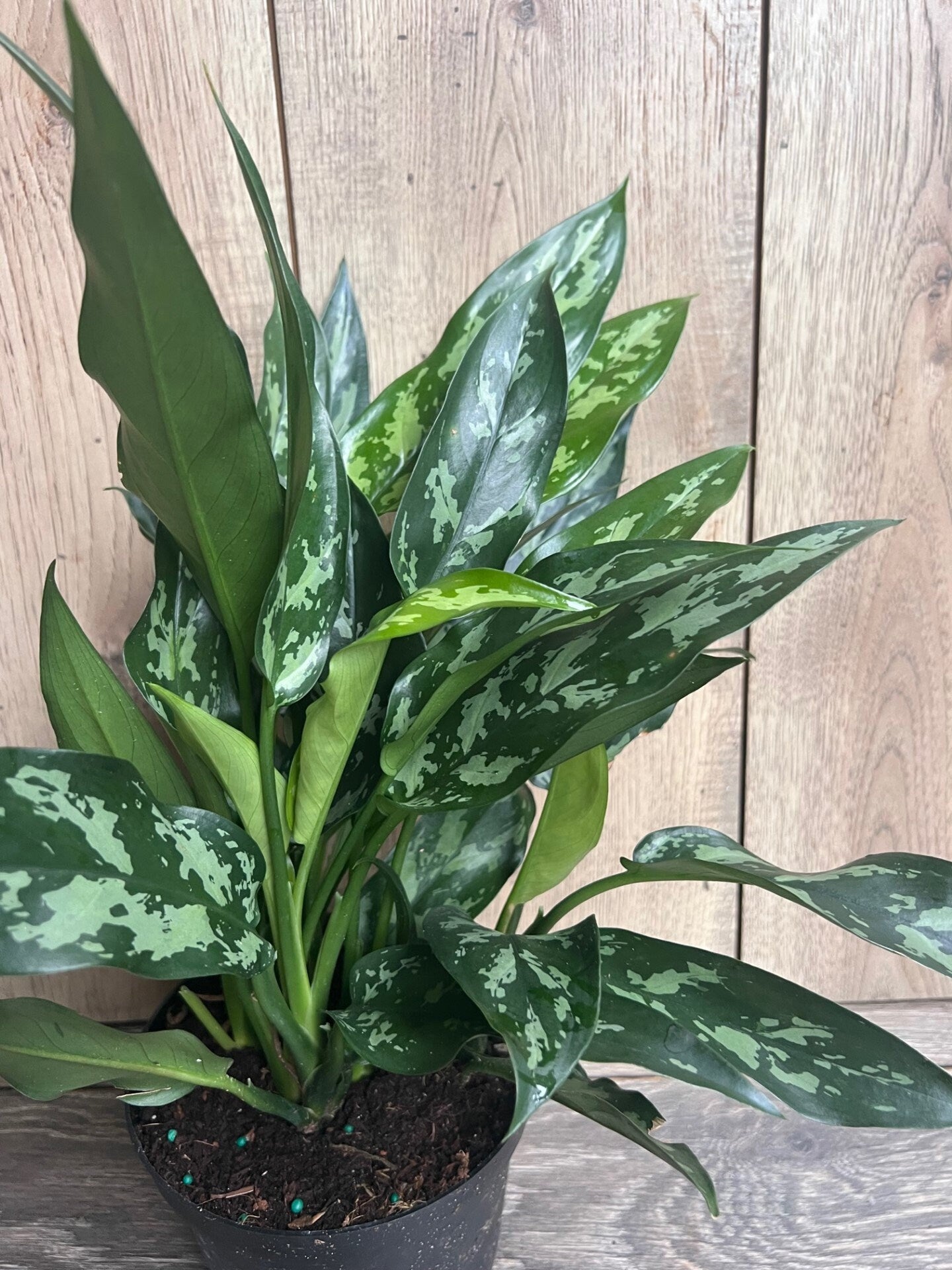 Aglaonema Maria, Aglaonema Tigress in 6" inches pot