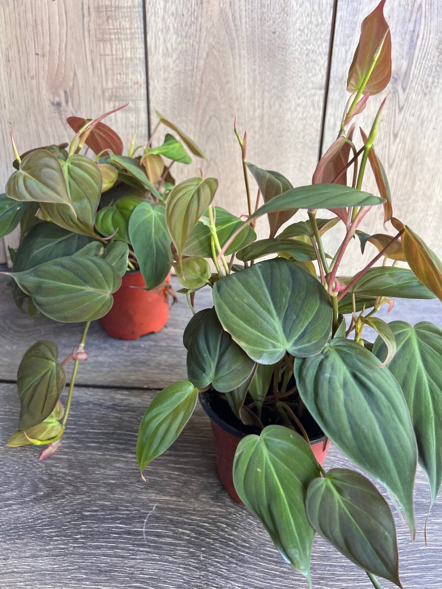 Philodendron Micans in 4" Pot
