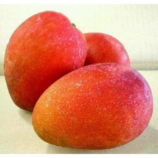 Jakarta Mango in 3 gallon, grafted, No Ship to CA and HI