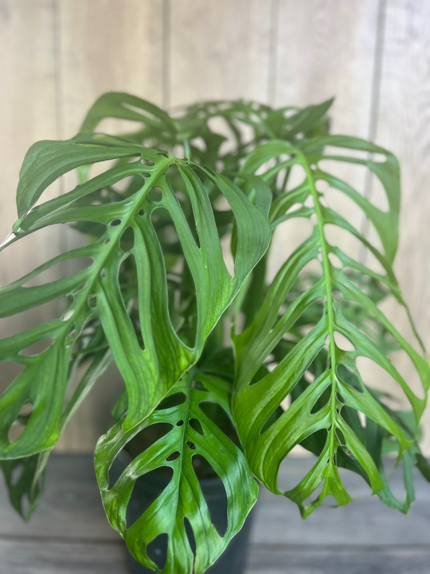Monstera esqueleto, epipremnoides, 10” Pot