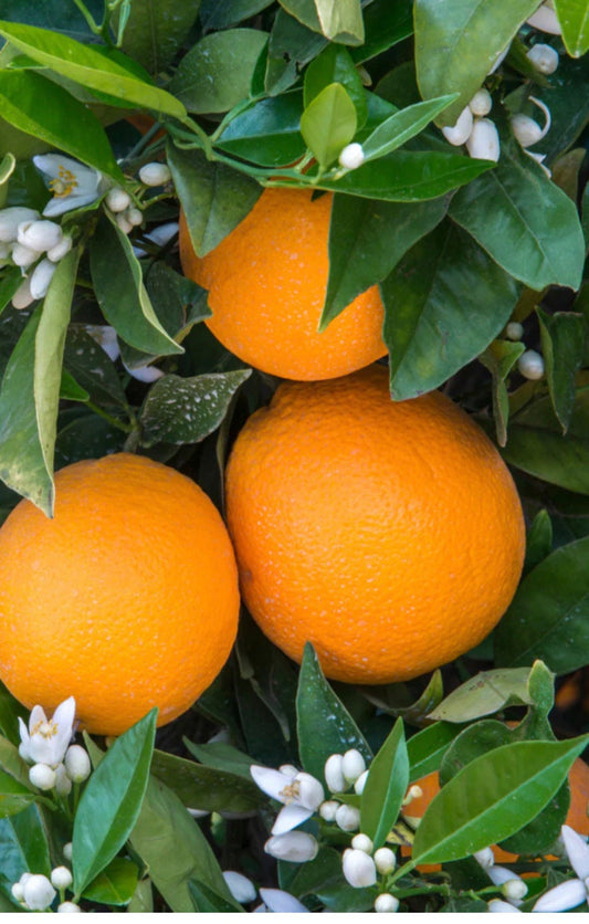 Glenn Navel Orange Tree in half Gallon Pot, Grafted,  Florida Shipping Only