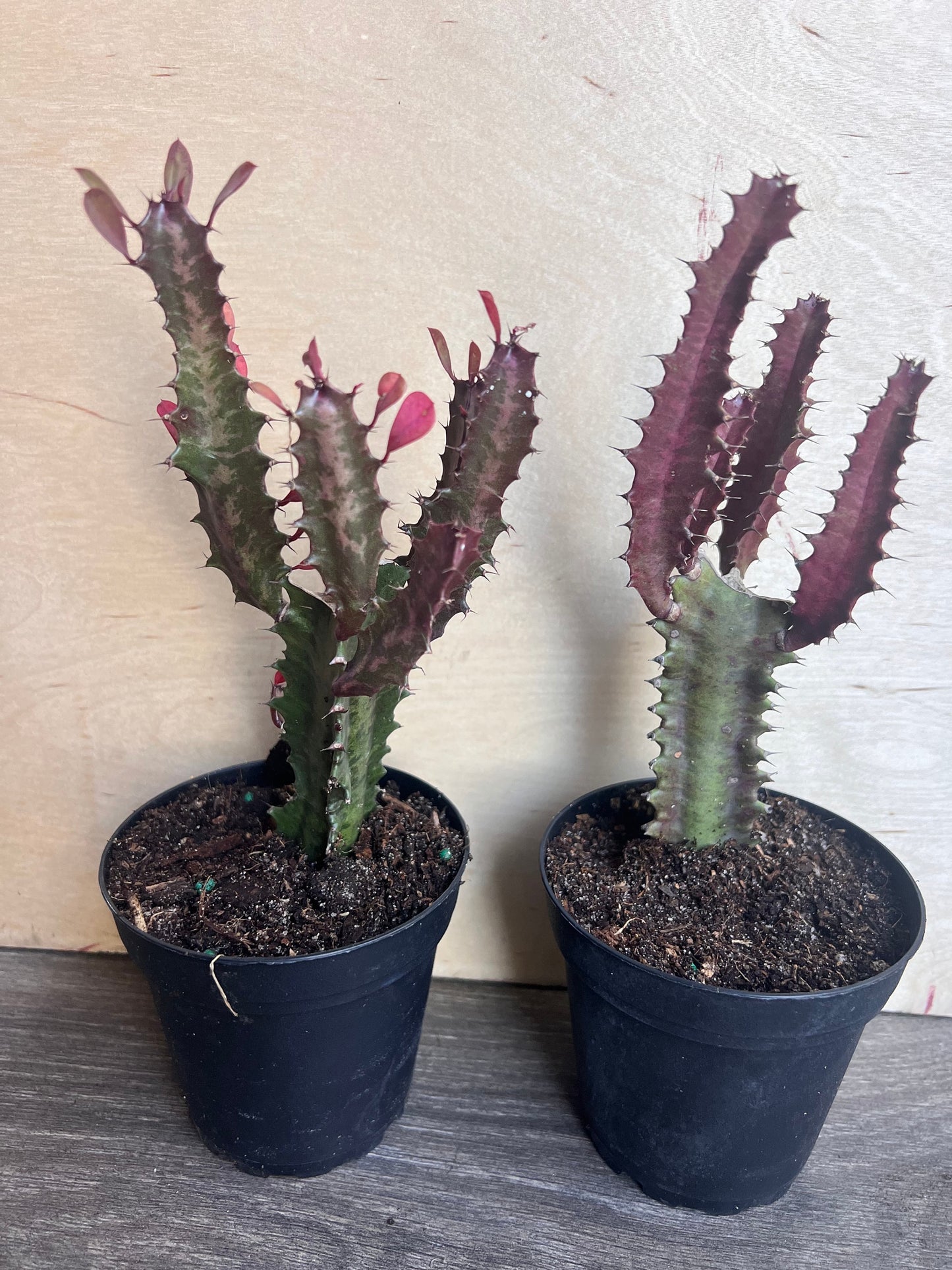 Trigona Purple in 4", African Milk Tree, Cactus, Succulent, Live plant