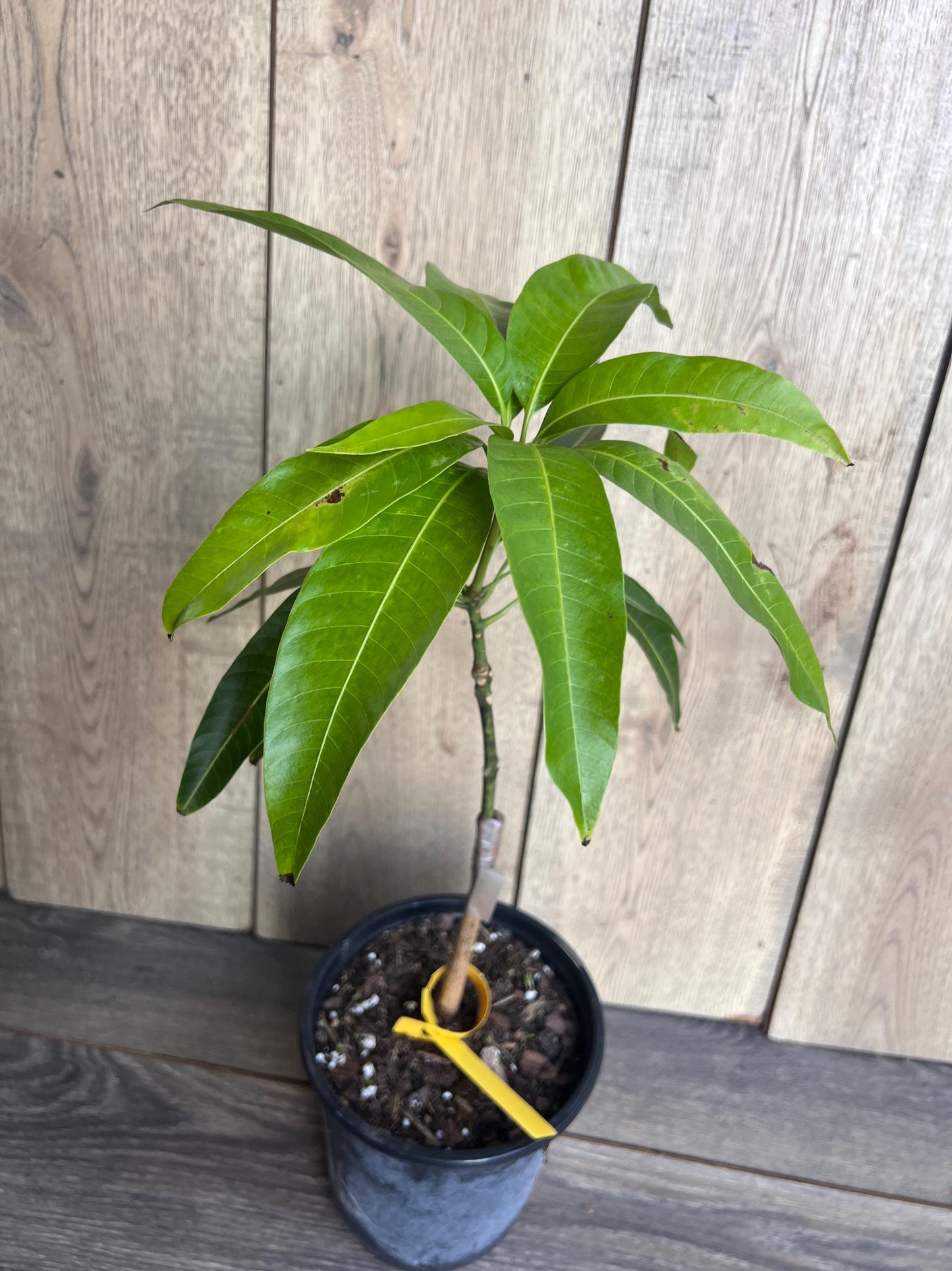 Glenn Mango Tree, grafted in  1/2 Gallon Pot