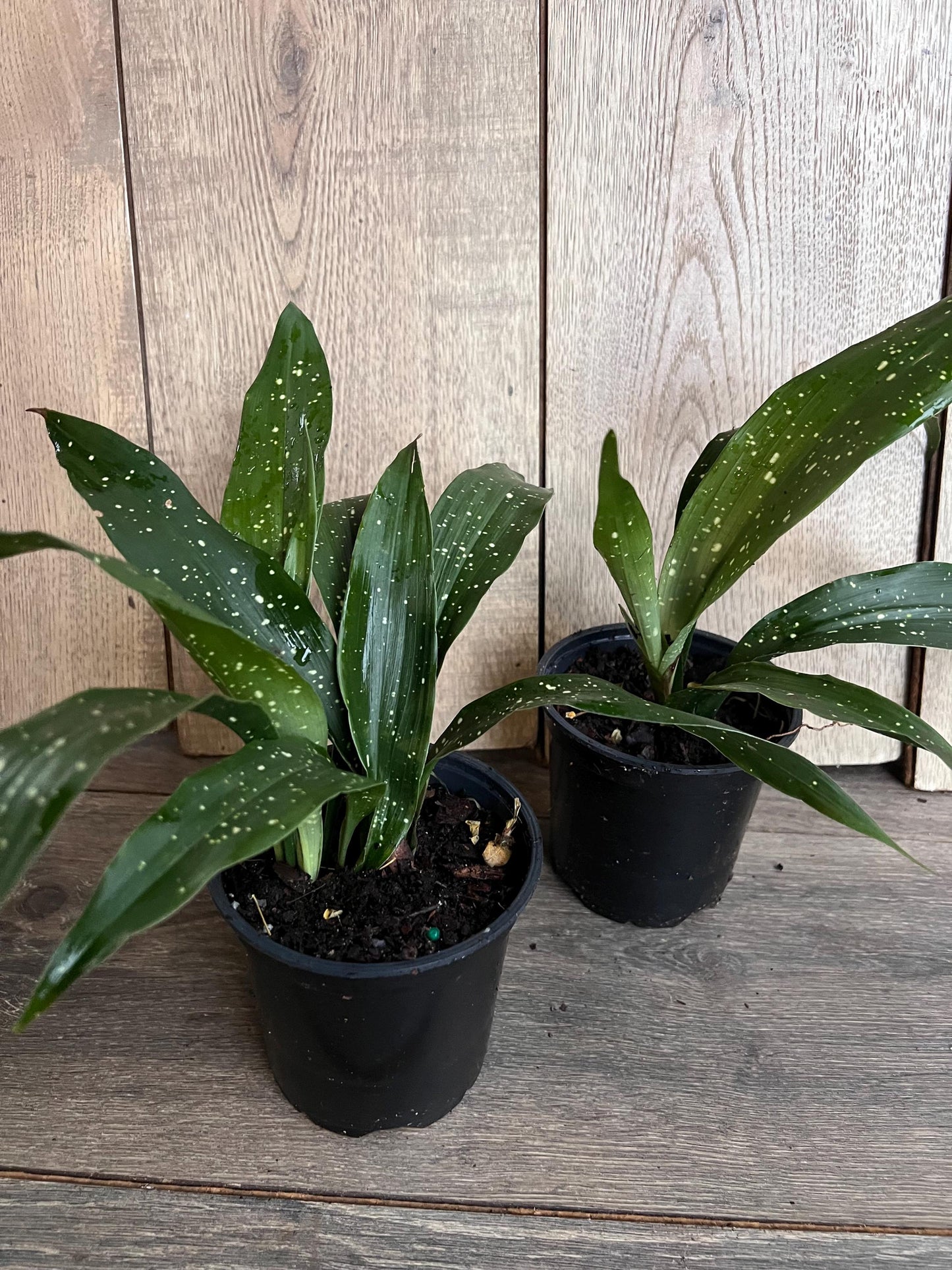 Aspidistra Elatior 'Milky Way' 4" Pot