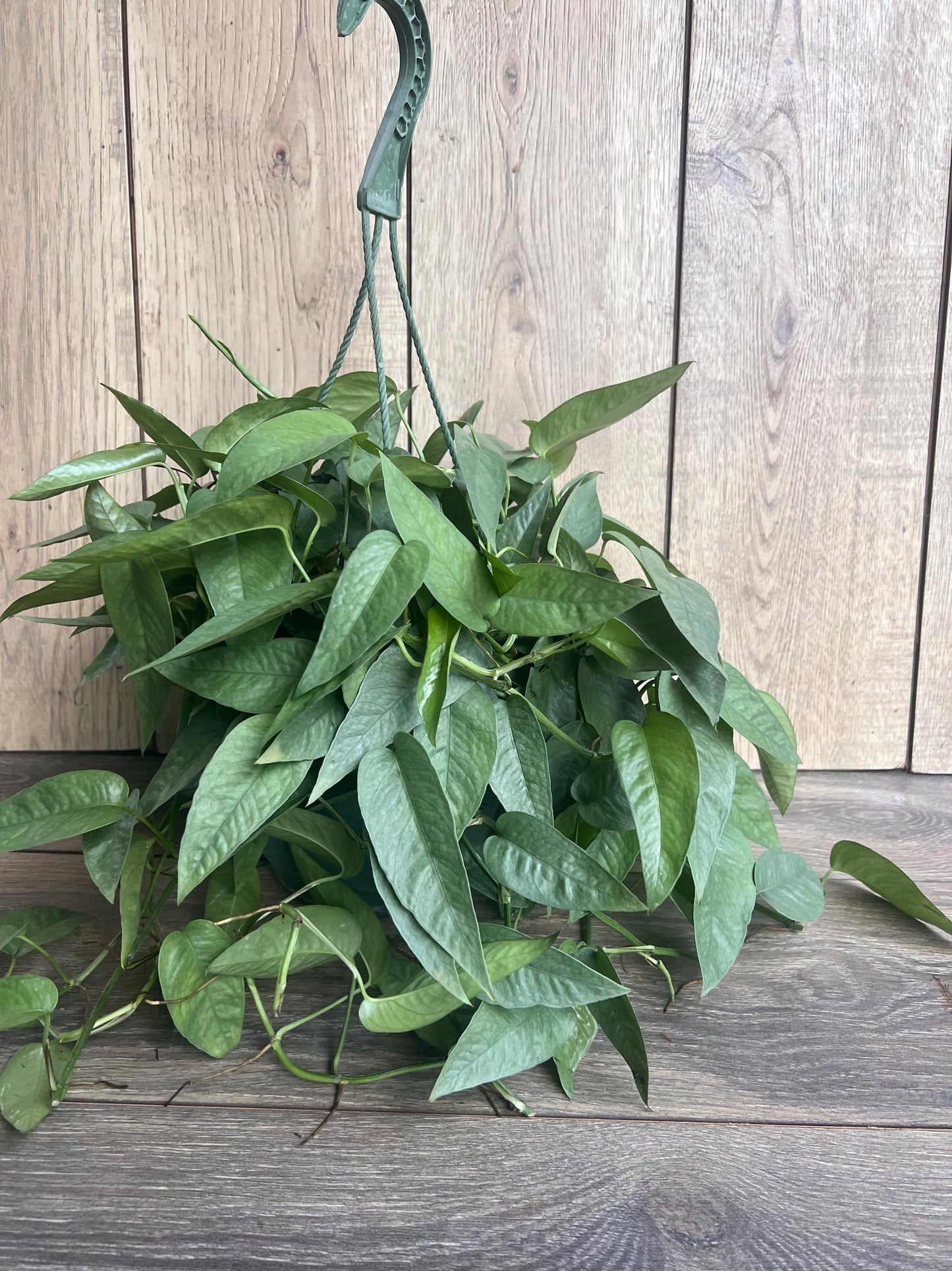 Cebu Blue Pothos in 8"HB Pot