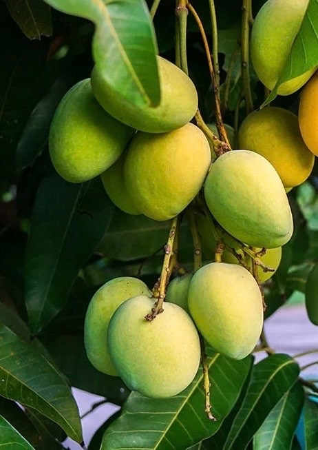 Kesar Mango Tree, grafted in 3 gallons pot, Gujarat Mango, No Ship to CA and HI