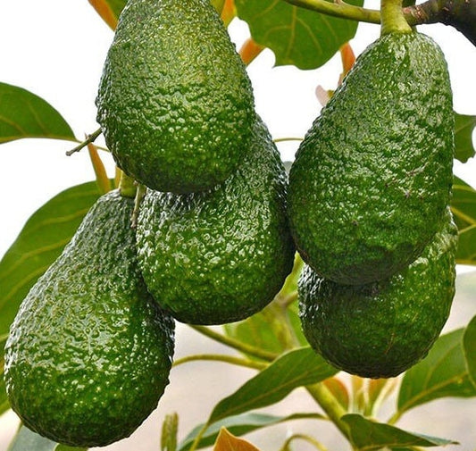 Haas Avocado Tree  , Grafted in 3 Gallon Pot, No Ship to CA and HI