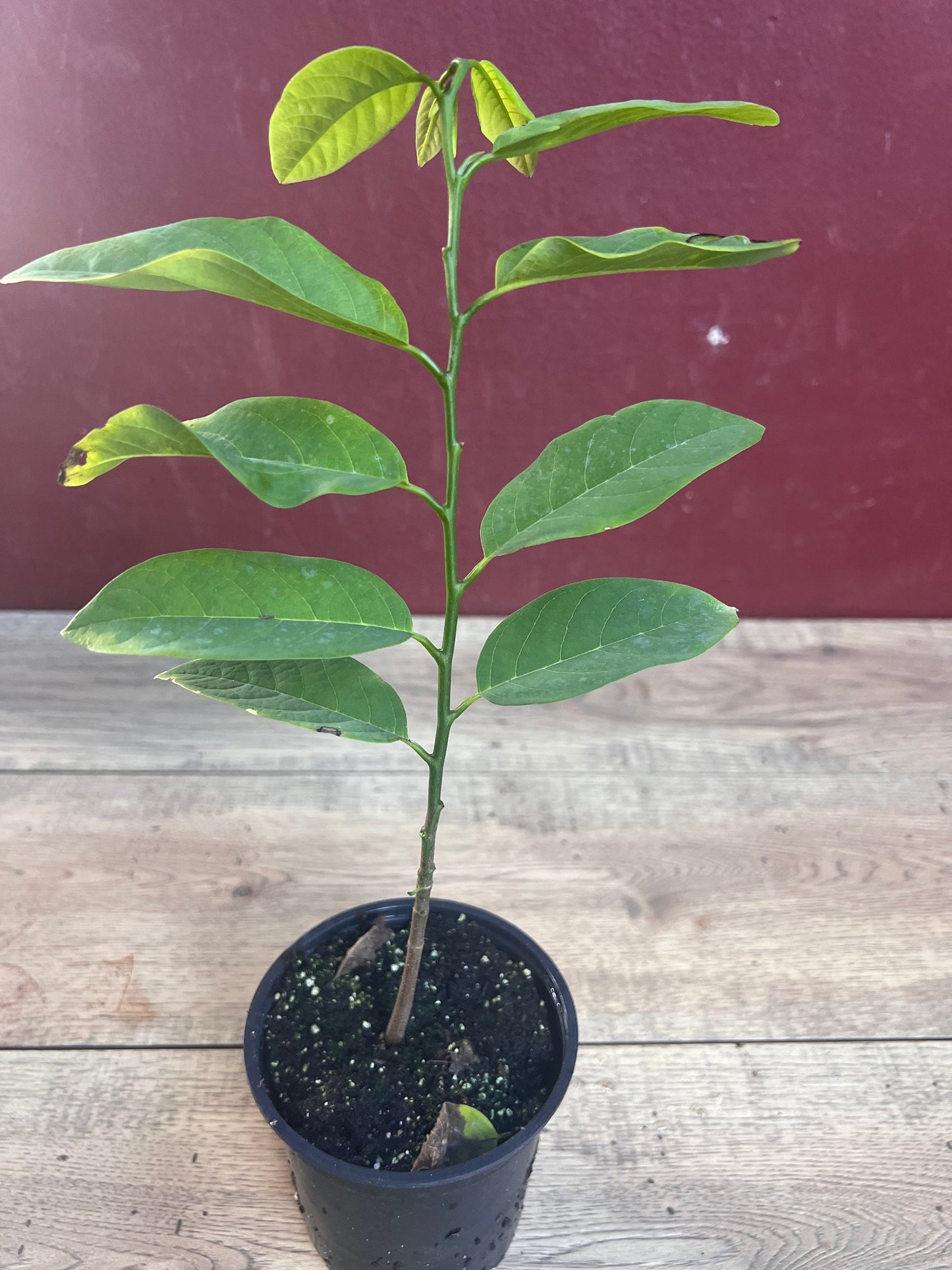 Sugar Apple in 4" pot , Srikaya, Annona Squamosa, Sweetsop Tree