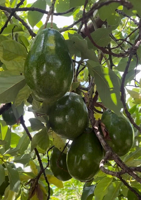 Catalina Avocado Tree  , Grafted in 6" Pot