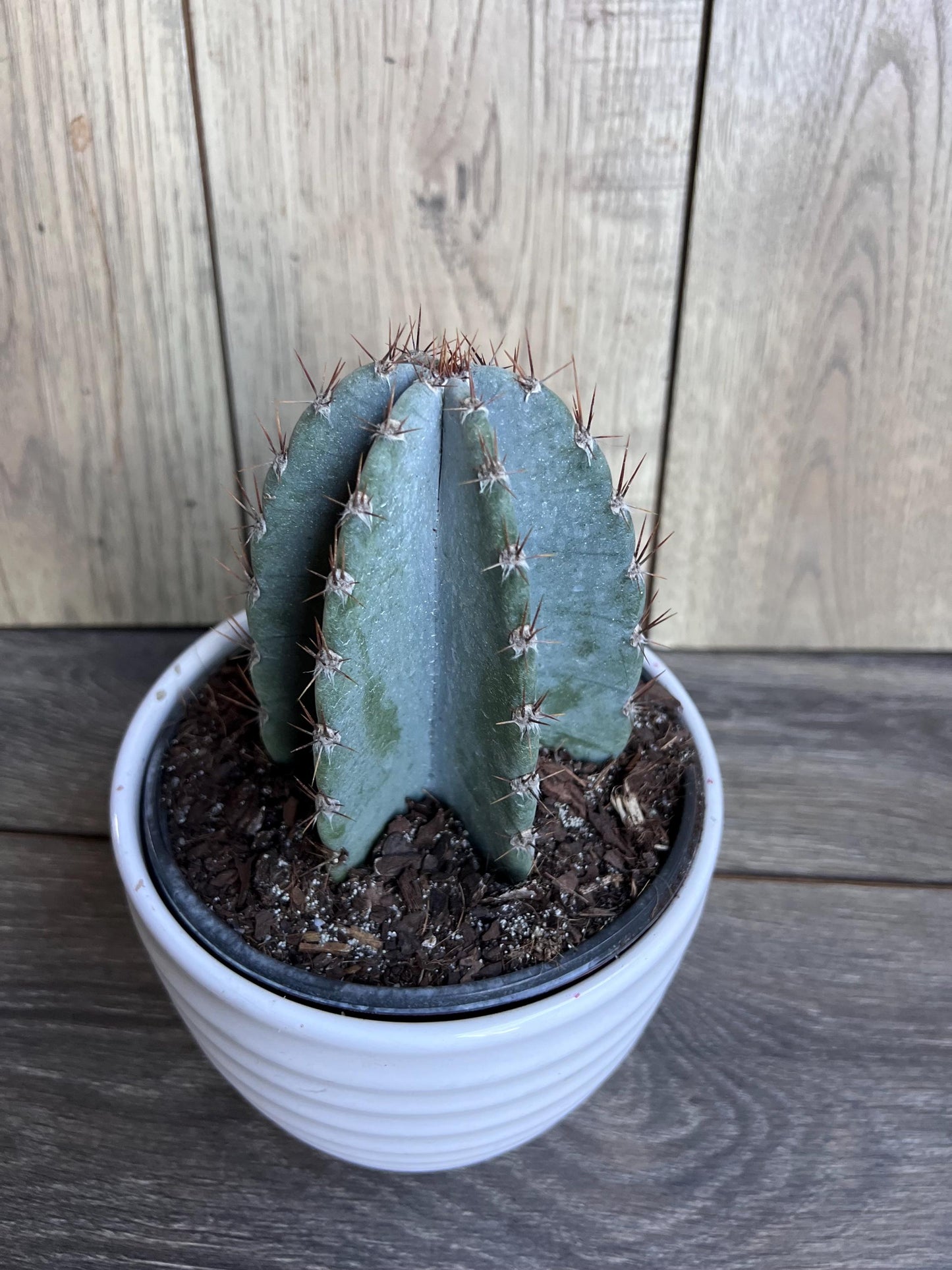 Cereus Peruvianus Cactus   in 6" Pot,  Giant Peruvian Apple Cactus