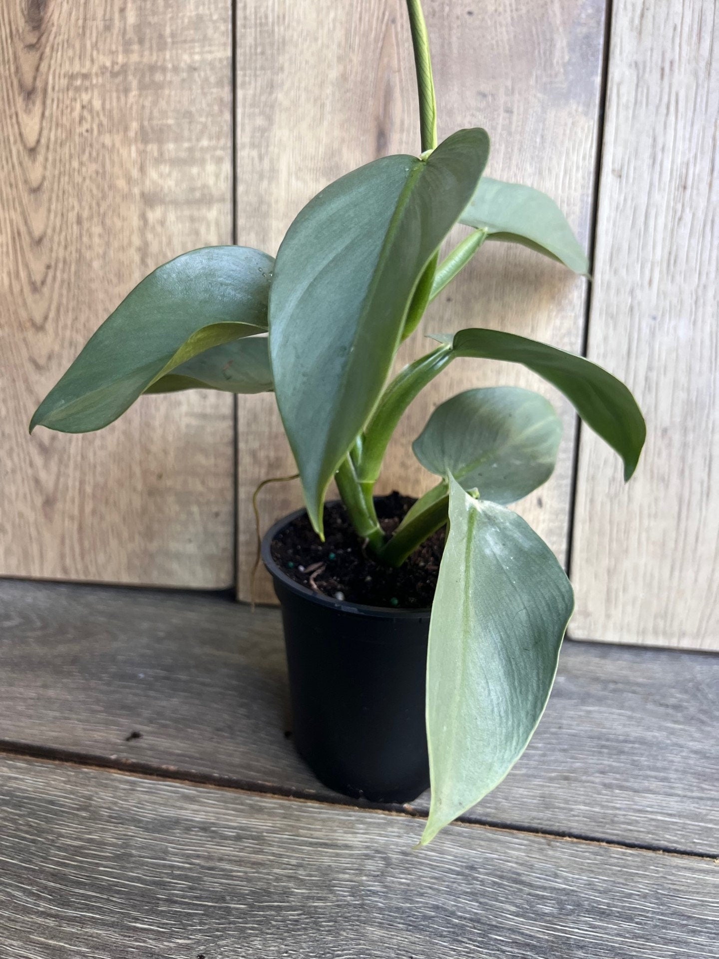 Philodendron SIlver Swords, Philodendron Hastatum in 4" pot