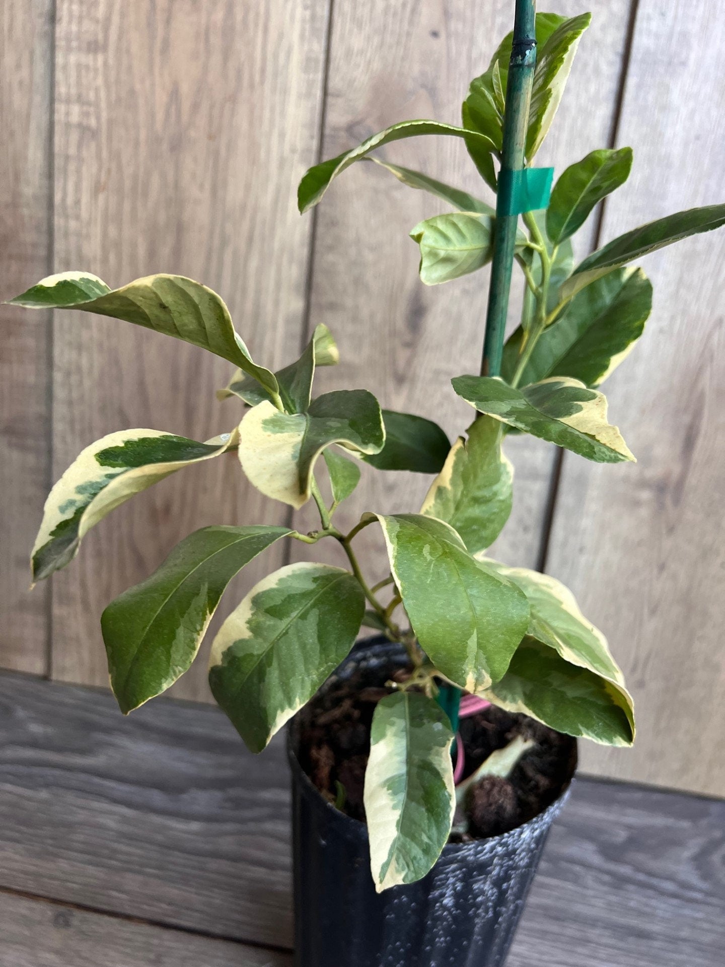 Variegated Pink Lemon in half Gallon Pot, air layered,  Florida Shipping Only