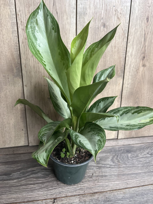 Aglaonema Silver Bay, 6", Home decor, house plant