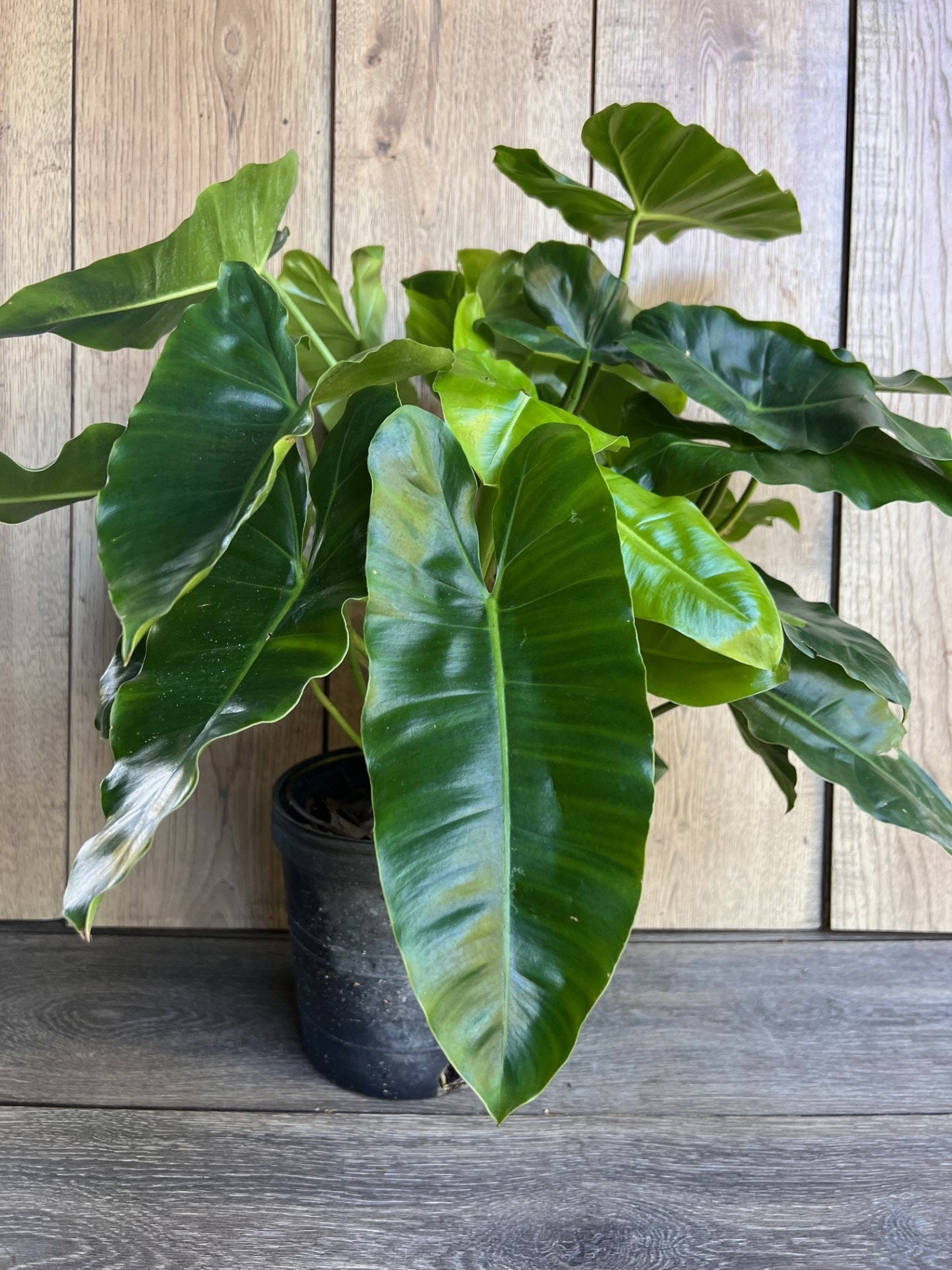 Philodendron Burle Marx, in 6" Pot