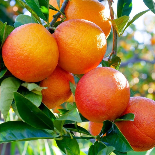 Blood Orange Tree in half Gallon Pot, Grafted Sinensis Moro,  Florida Shipping Only