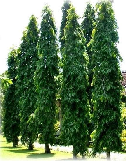 Mast Tree, Polyalthia longifolia in 3 gallon Pot